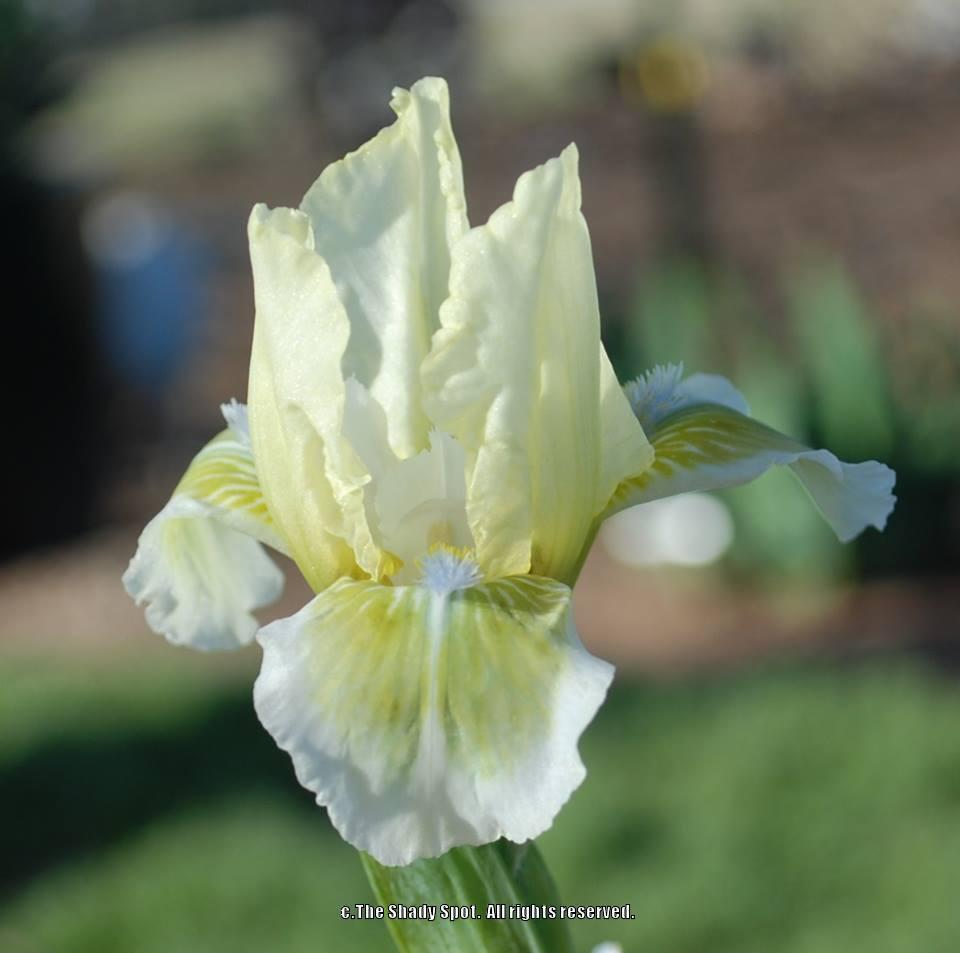Photo of Standard Dwarf Bearded Iris (Iris 'Greenfingers') uploaded by lovemyhouse