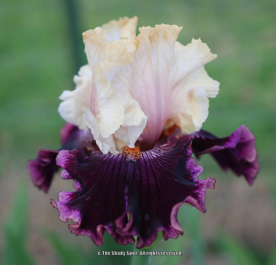 Photo of Tall Bearded Iris (Iris 'Vanilla Berry') uploaded by lovemyhouse