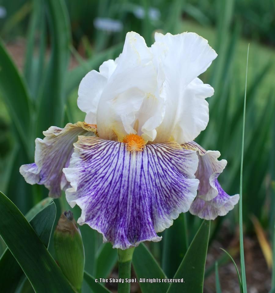 Photo of Tall Bearded Iris (Iris 'Magic Happens') uploaded by lovemyhouse
