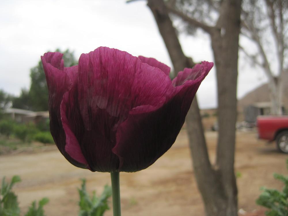 Photo of Opium Poppy (Papaver somniferum 'Lauren's Grape') uploaded by shalyn