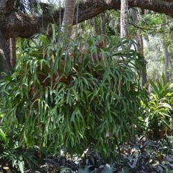 Location: Palm Coast, FL zone 9a-9b
Date: 2018-05-09
This is hanging in Washington Oaks State Park, Palm Coast FL