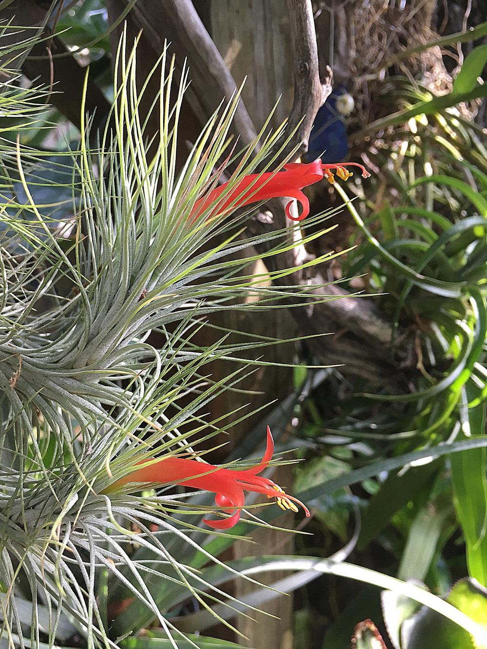 Photo of Air Plant (Tillandsia funckiana) uploaded by sunkissed