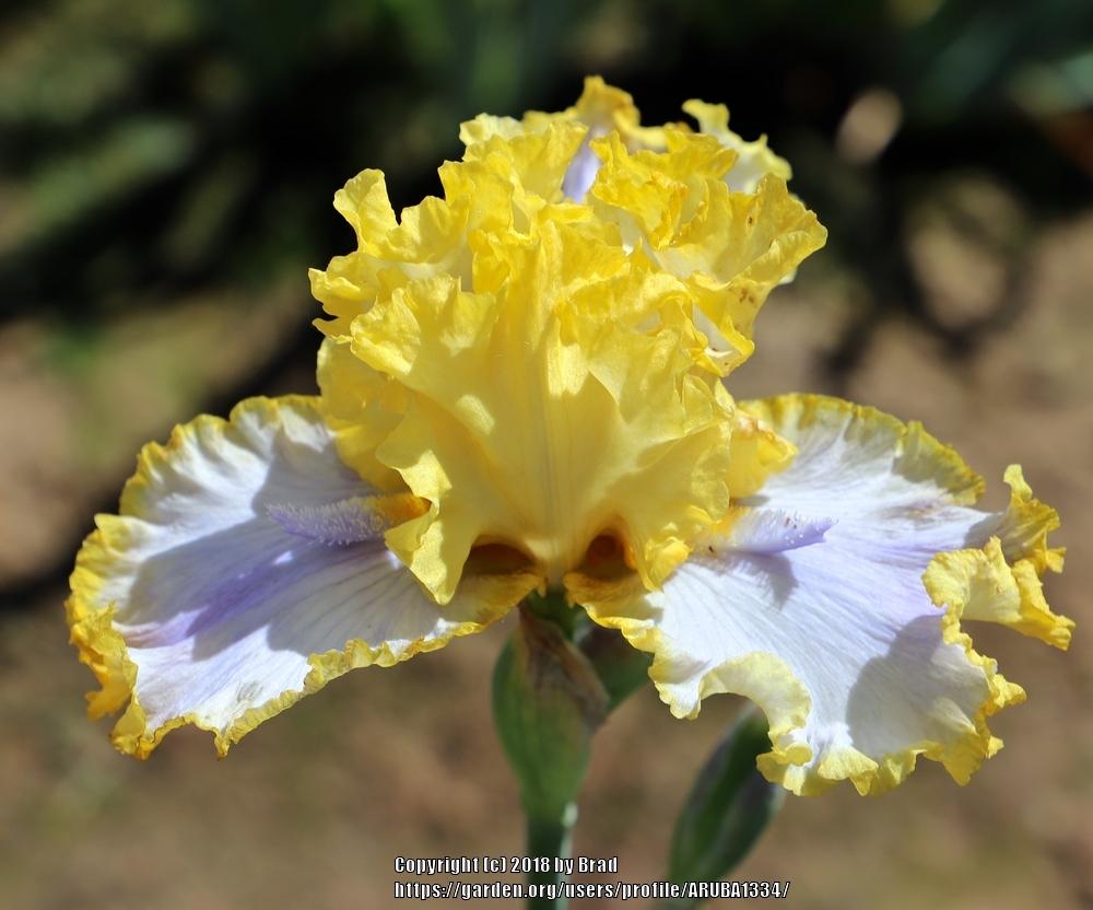 Photo of Tall Bearded Iris (Iris 'Point of Interest') uploaded by ARUBA1334