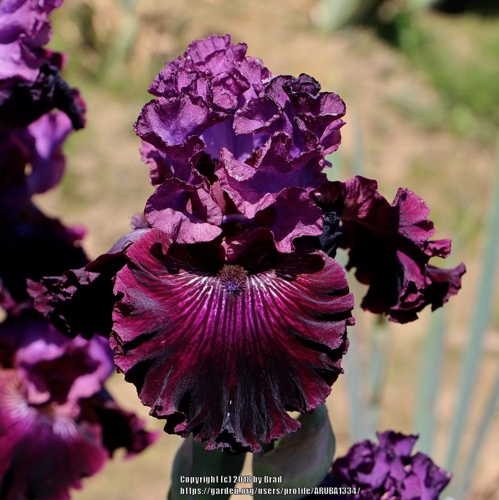 Photo of Tall Bearded Iris (Iris 'Devil by Night') uploaded by ARUBA1334