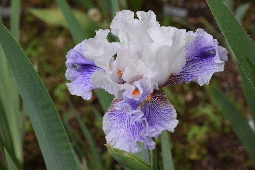 Photo of Tall Bearded Iris (Iris 'Maypearl') uploaded by Dachsylady86