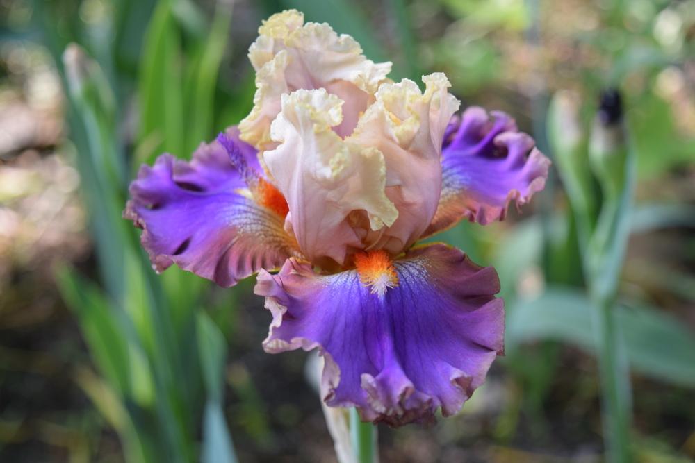 Photo of Tall Bearded Iris (Iris 'Sights Unlimited') uploaded by Dachsylady86