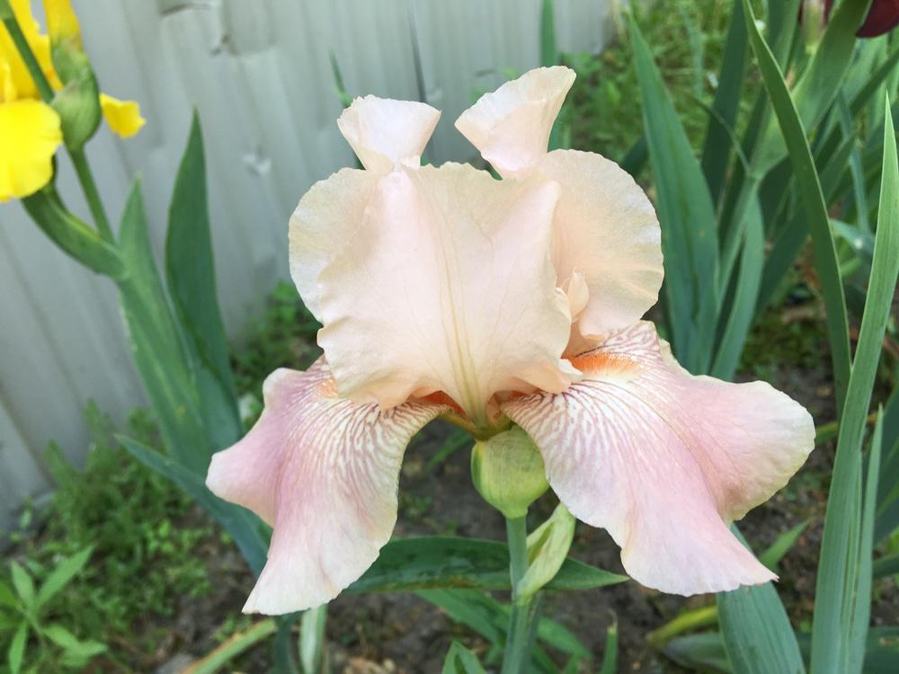 Photo of Tall Bearded Iris (Iris 'Glitter Repink') uploaded by Lbsmitty