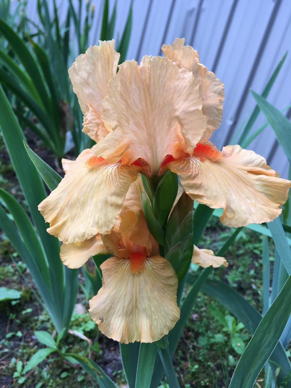 Photo of Border Bearded Iris (Iris 'Maid of Orange') uploaded by Lbsmitty