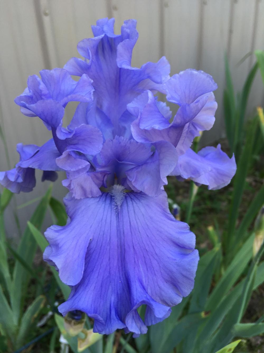 Photo of Tall Bearded Iris (Iris 'Abiqua Falls') uploaded by Lbsmitty