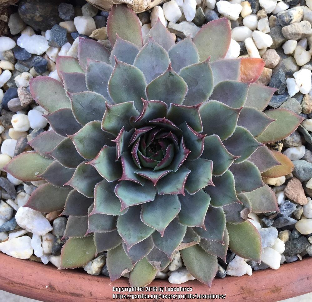 Photo of Hen and Chicks (Sempervivum 'Flamingo') uploaded by Loscolores