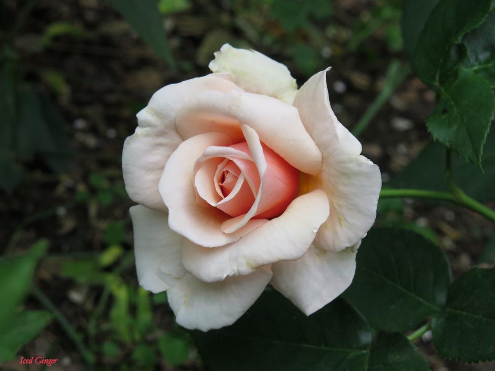 Photo of Rose (Rosa 'Iced Ginger') uploaded by MargieNY