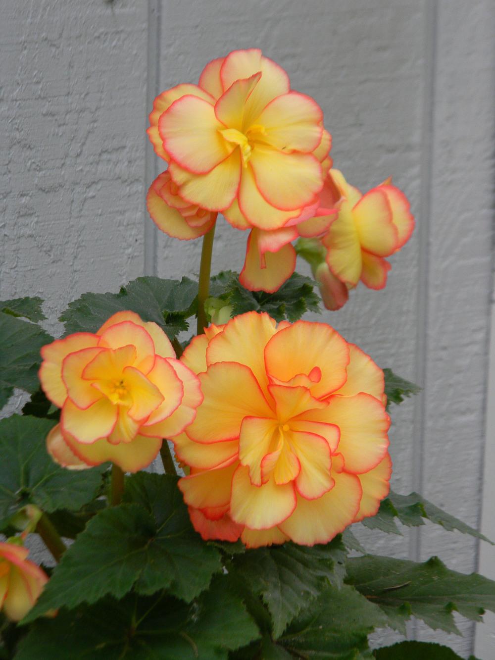 Photo of Roseform Begonia (Begonia x tuberhybrida AmeriHybrid® Picotee Calypso) uploaded by SherriRaye