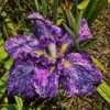 Japanese Iris (Iris ensata 'Lion King')