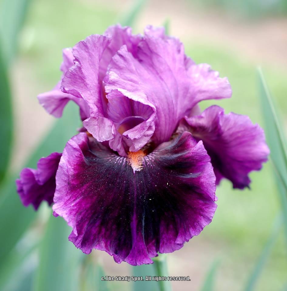 Photo of Tall Bearded Iris (Iris 'Accessible') uploaded by lovemyhouse