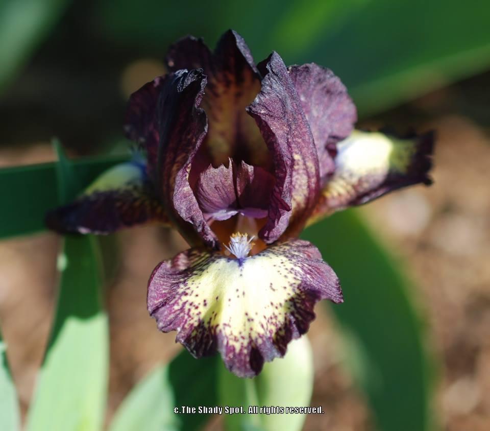 Photo of Standard Dwarf Bearded Iris (Iris 'Buttonwood') uploaded by lovemyhouse