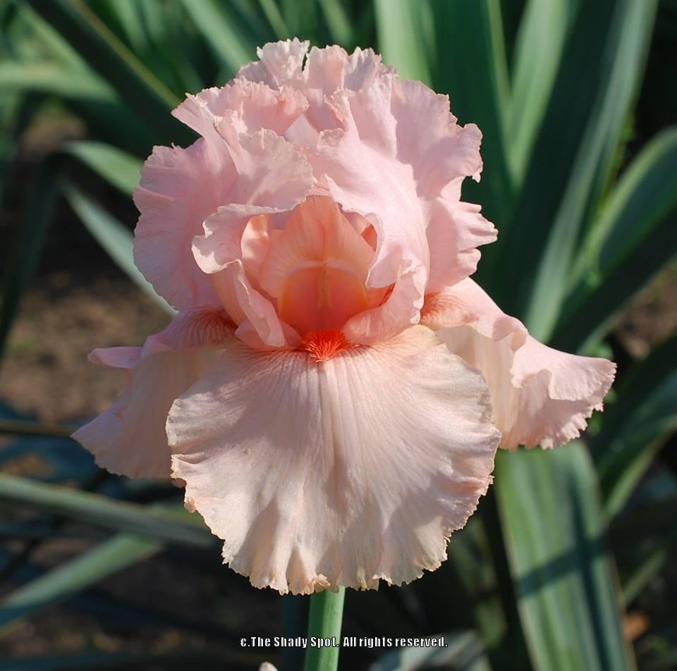 Photo of Tall Bearded Iris (Iris 'Larue Boswell') uploaded by lovemyhouse