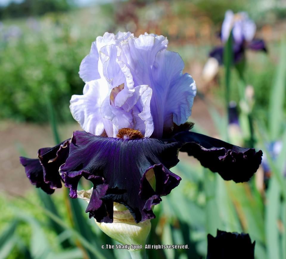 Photo of Tall Bearded Iris (Iris 'Edge of the World') uploaded by lovemyhouse