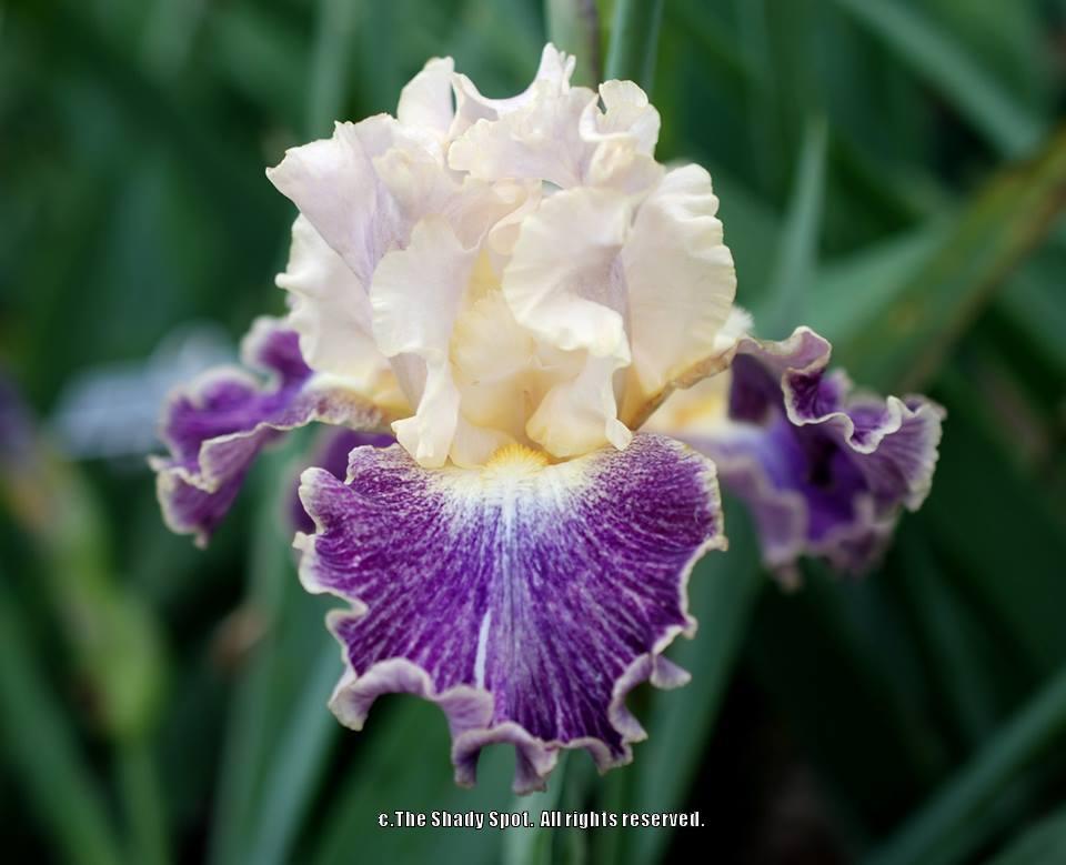 Photo of Tall Bearded Iris (Iris 'Fancy Dog') uploaded by lovemyhouse