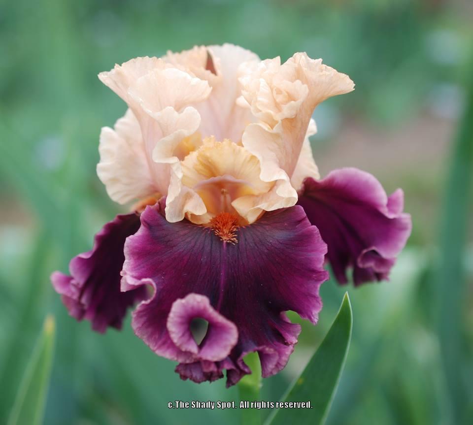 Photo of Tall Bearded Iris (Iris 'Toronto') uploaded by lovemyhouse