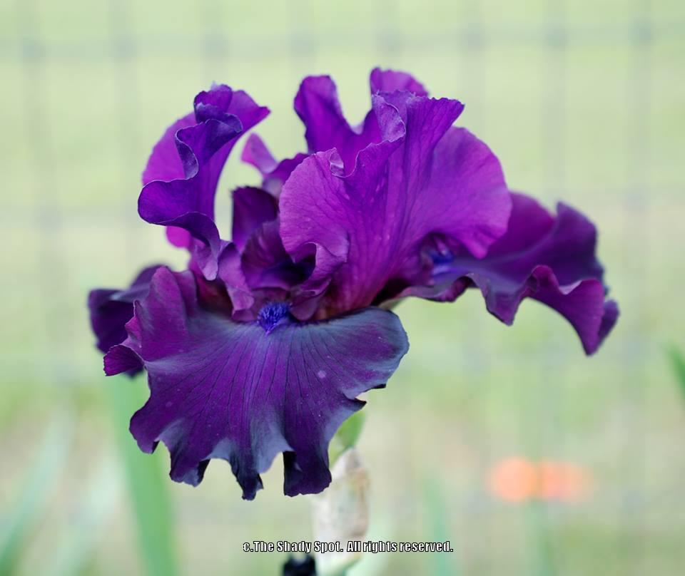 Photo of Tall Bearded Iris (Iris 'Diabolique') uploaded by lovemyhouse