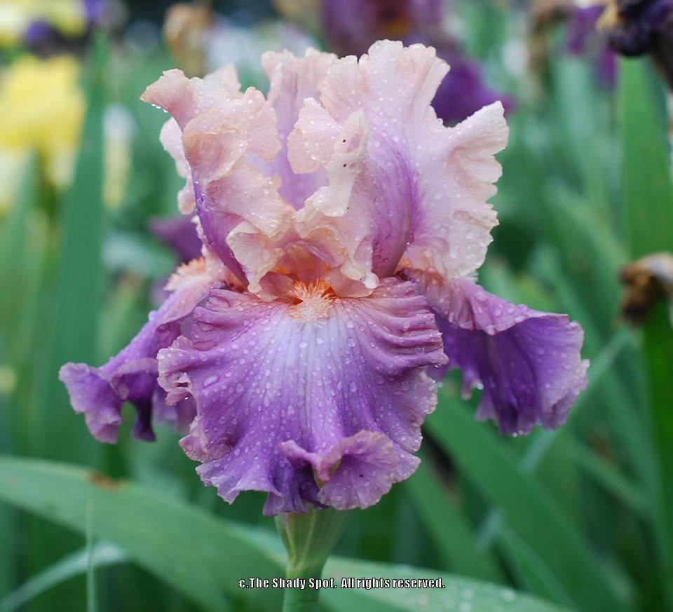 Photo of Tall Bearded Iris (Iris 'Photogenic') uploaded by lovemyhouse