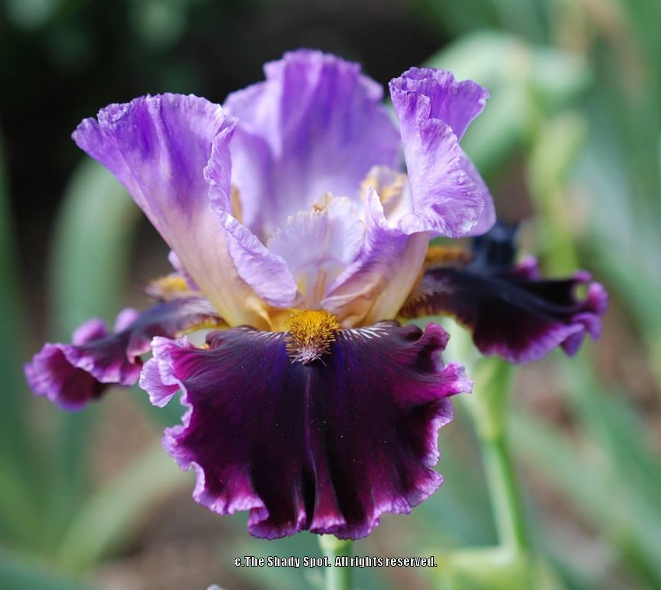 Photo of Tall Bearded Iris (Iris 'One More Sip') uploaded by lovemyhouse