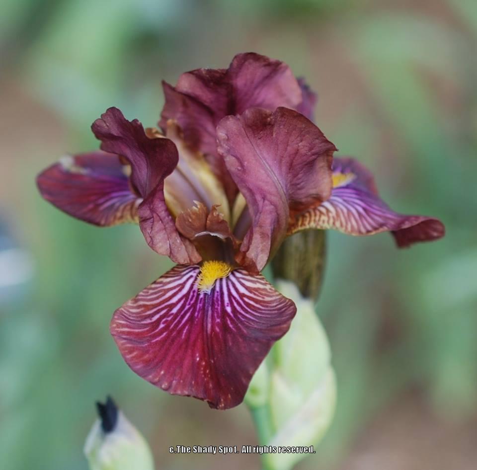 Photo of Miniature Tall Bearded Iris (Iris 'Black Cherry Sorbet') uploaded by lovemyhouse