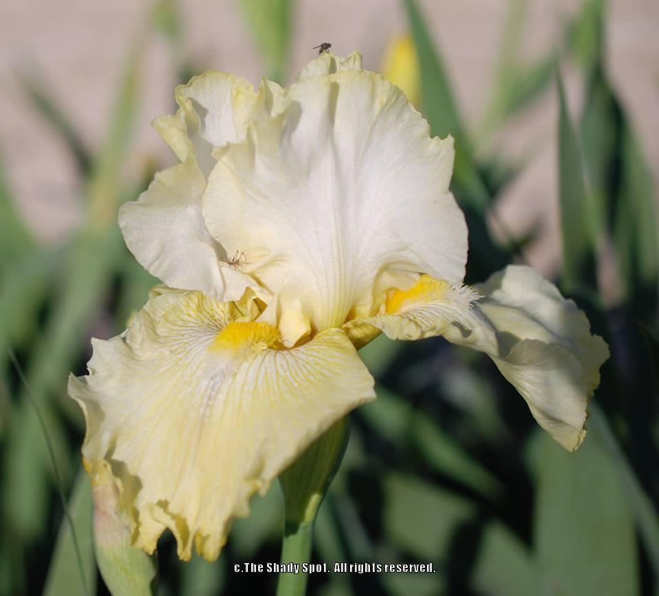 Photo of Tall Bearded Iris (Iris 'Again and Again') uploaded by lovemyhouse