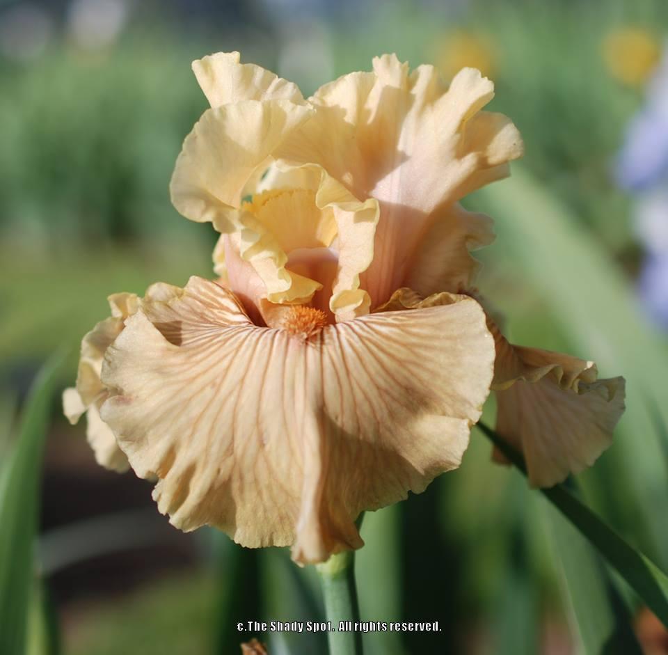 Photo of Tall Bearded Iris (Iris 'Just Crazy') uploaded by lovemyhouse