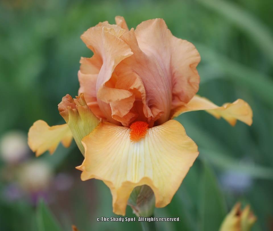 Photo of Border Bearded Iris (Iris 'Art Festival') uploaded by lovemyhouse