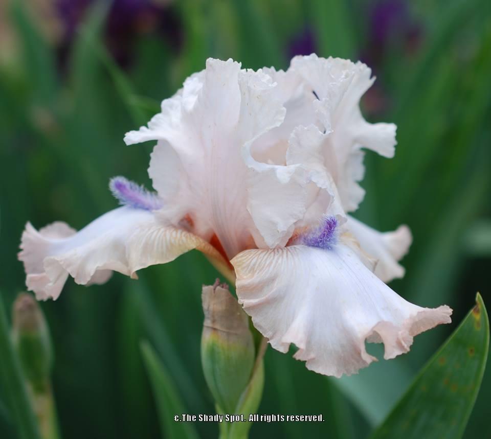 Photo of Tall Bearded Iris (Iris 'Power Point') uploaded by lovemyhouse