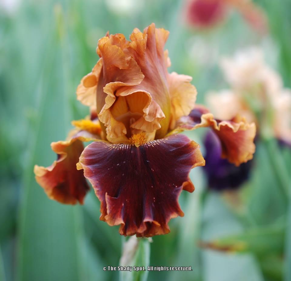 Photo of Tall Bearded Iris (Iris 'Copatonic') uploaded by lovemyhouse