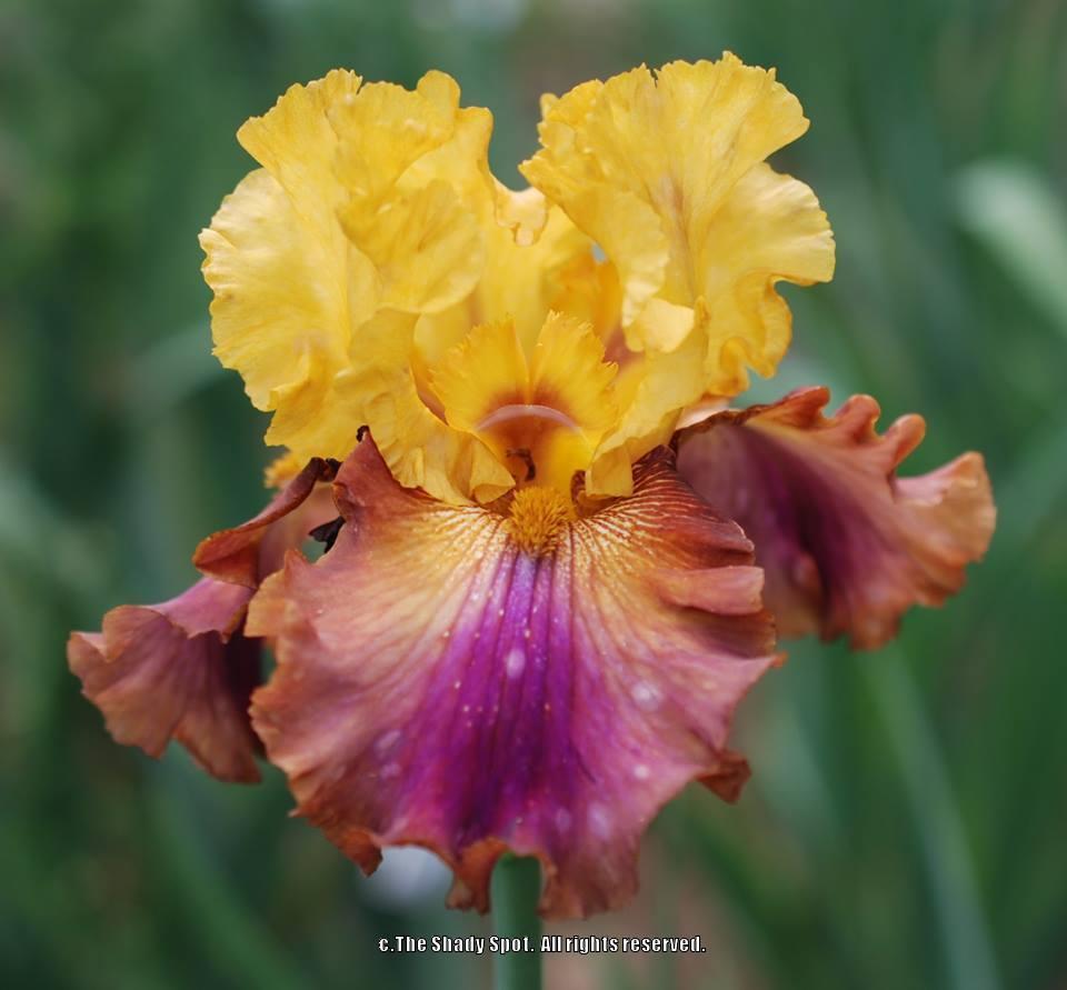 Photo of Tall Bearded Iris (Iris 'Class Clown') uploaded by lovemyhouse