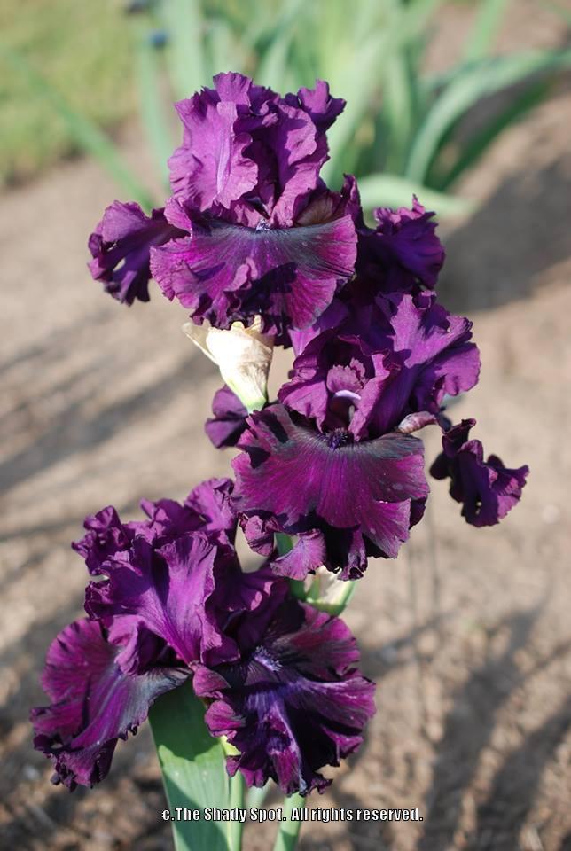 Photo of Tall Bearded Iris (Iris 'Purple Punch') uploaded by lovemyhouse