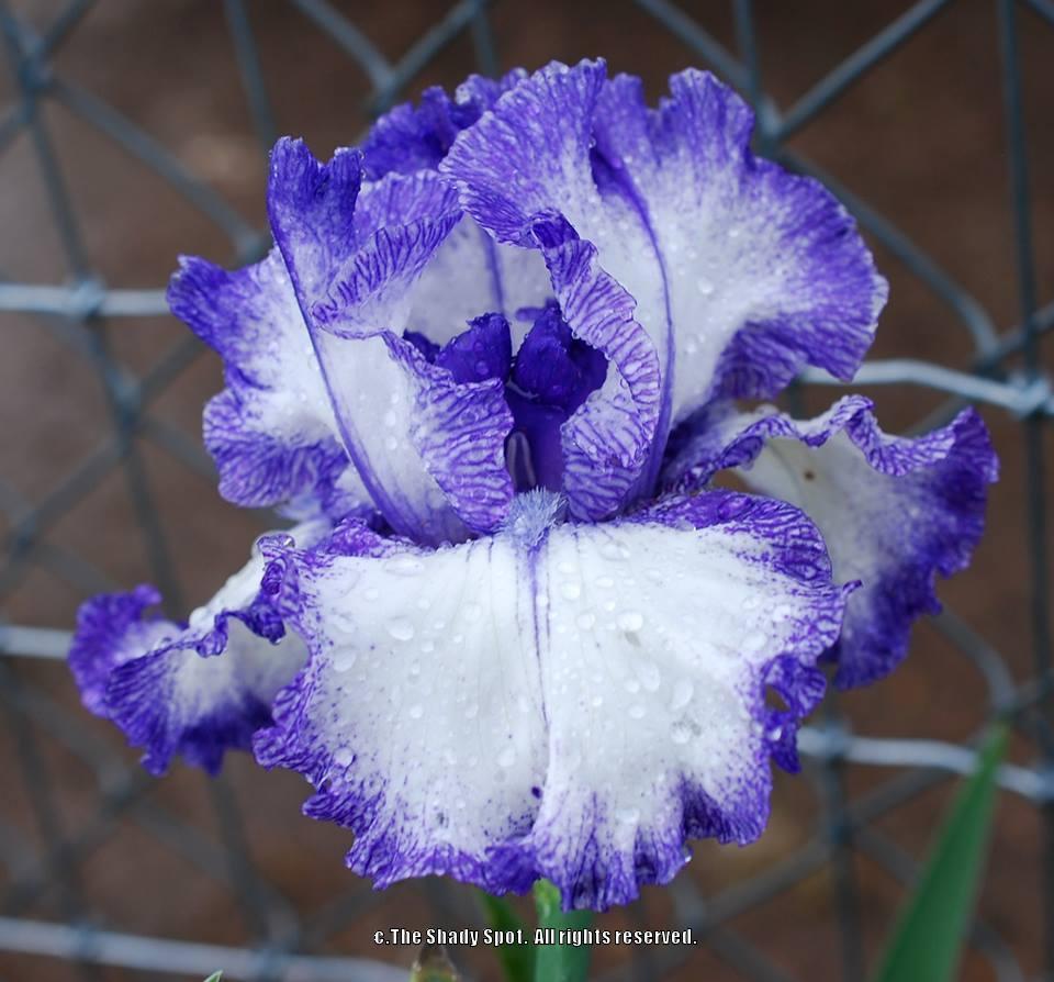 Photo of Tall Bearded Iris (Iris 'Ink Patterns') uploaded by lovemyhouse