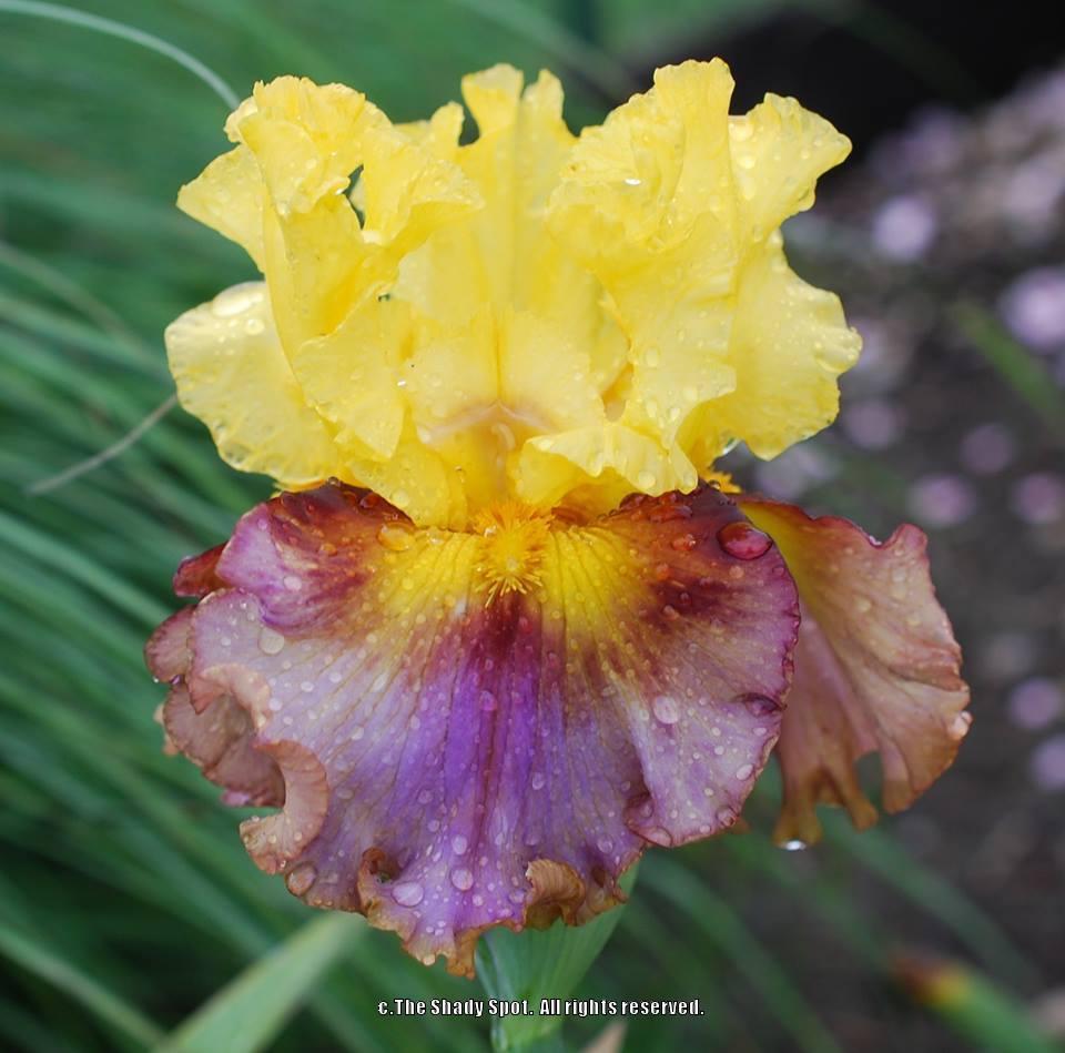 Photo of Tall Bearded Iris (Iris 'Deep Elum') uploaded by lovemyhouse