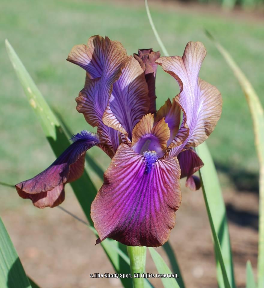 Photo of Arilbred Iris (Iris 'Stolon Ginger') uploaded by lovemyhouse