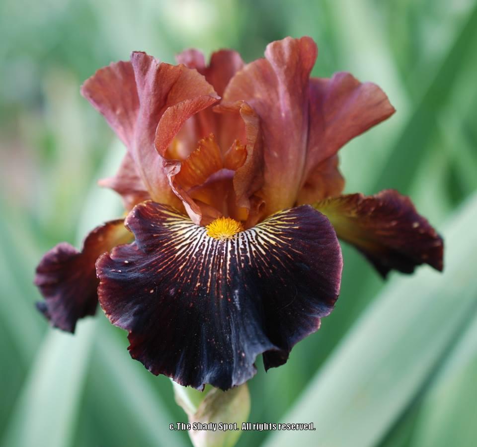 Photo of Tall Bearded Iris (Iris 'Masai Warrior') uploaded by lovemyhouse