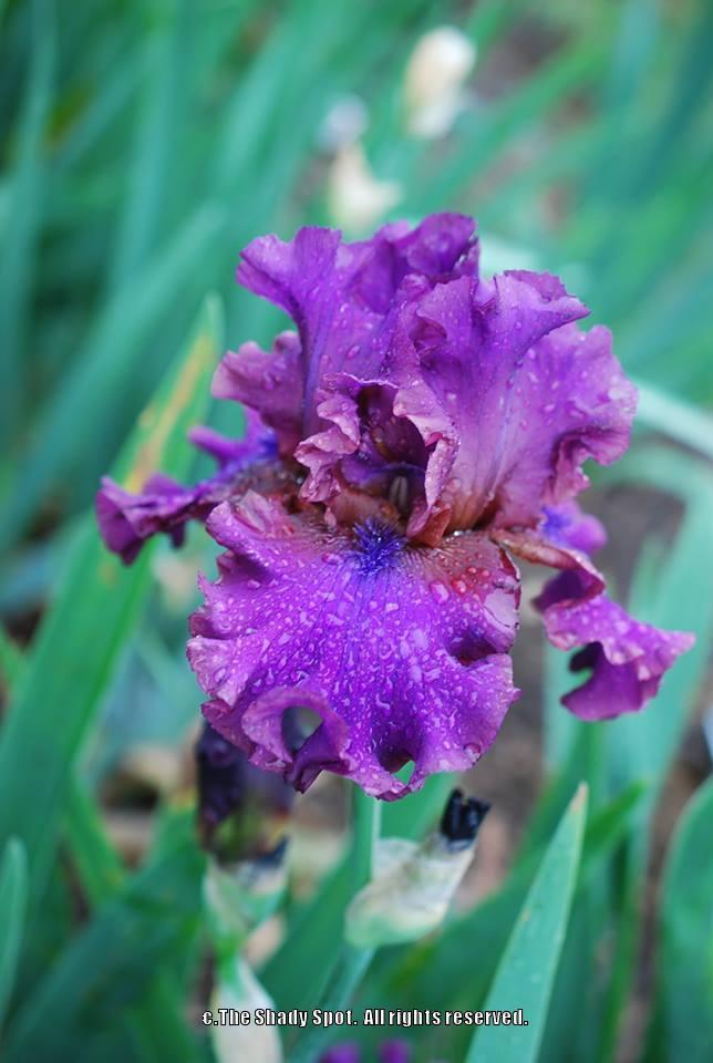 Photo of Tall Bearded Iris (Iris 'Feast of Kings') uploaded by lovemyhouse