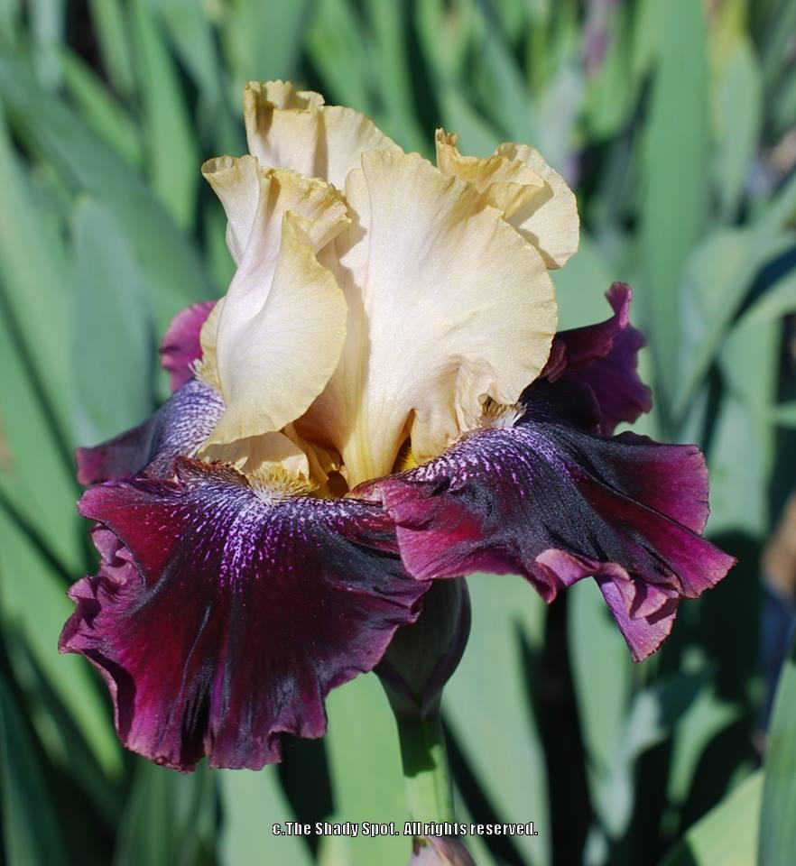 Photo of Tall Bearded Iris (Iris 'True Spirit') uploaded by lovemyhouse