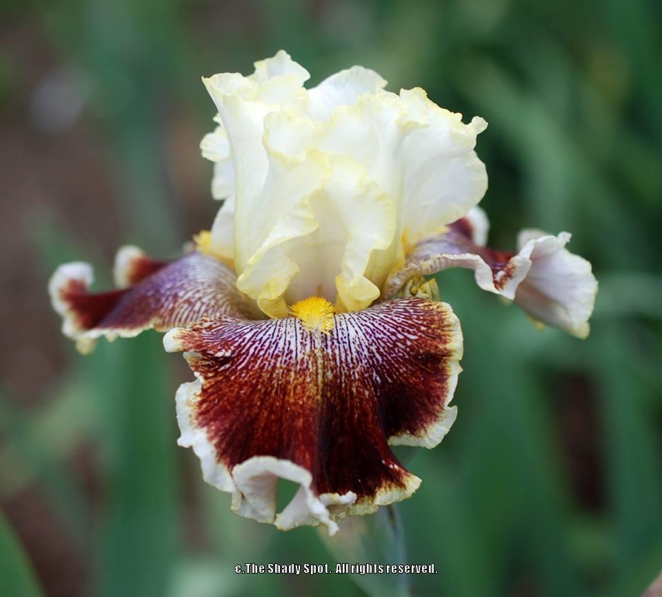 Photo of Tall Bearded Iris (Iris 'Wonders Never Cease') uploaded by lovemyhouse
