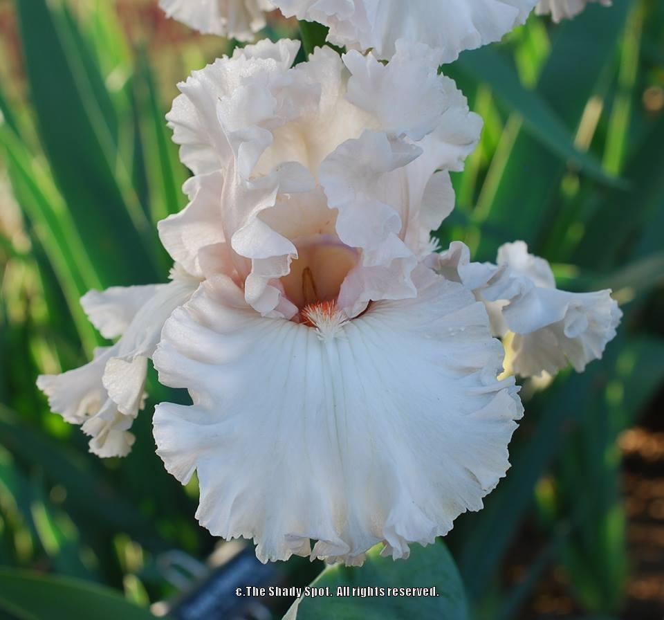 Photo of Tall Bearded Iris (Iris 'Head Over Heels') uploaded by lovemyhouse