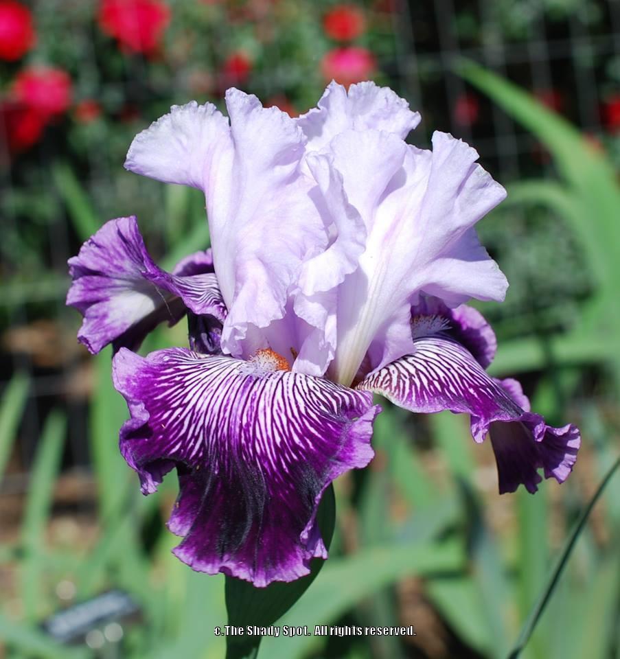 Photo of Tall Bearded Iris (Iris 'Gypsy Geena') uploaded by lovemyhouse