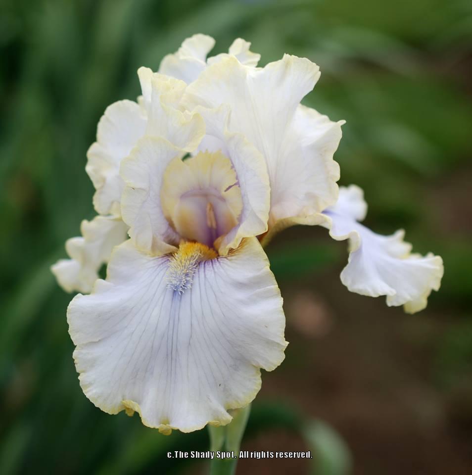 Photo of Tall Bearded Iris (Iris 'Pewter and Gold') uploaded by lovemyhouse