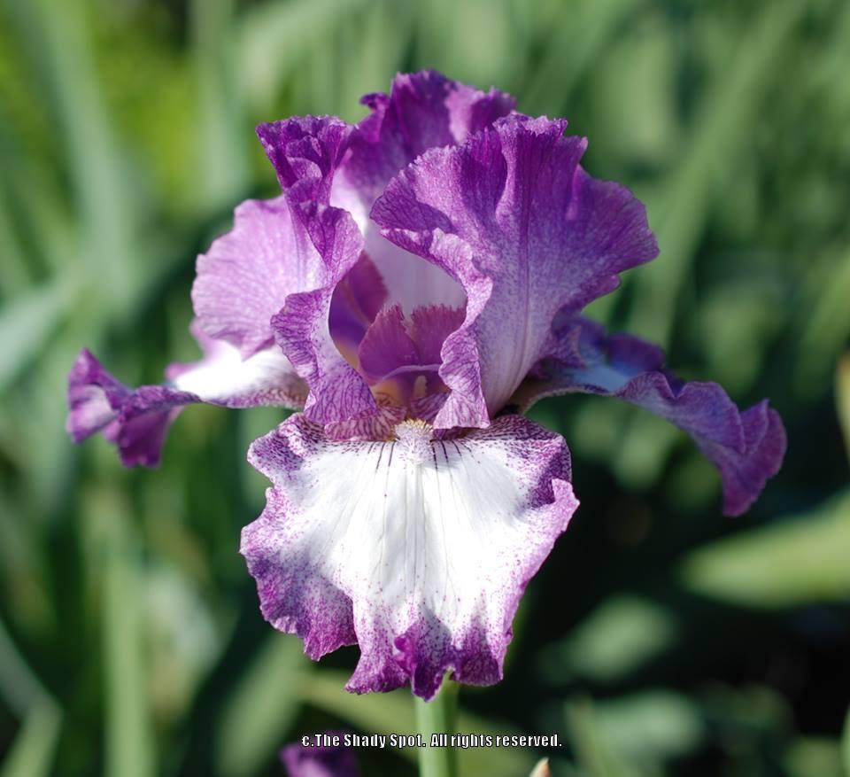 Photo of Tall Bearded Iris (Iris 'Mariposa Autumn') uploaded by lovemyhouse