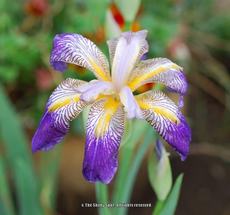 Photo of Tall Bearded Iris (Iris 'Rhythm') uploaded by lovemyhouse