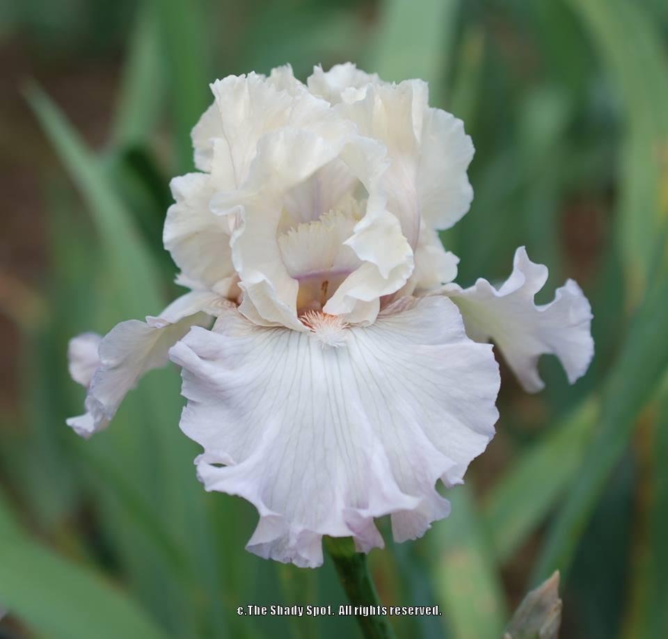 Photo of Tall Bearded Iris (Iris 'Softly Waiting') uploaded by lovemyhouse