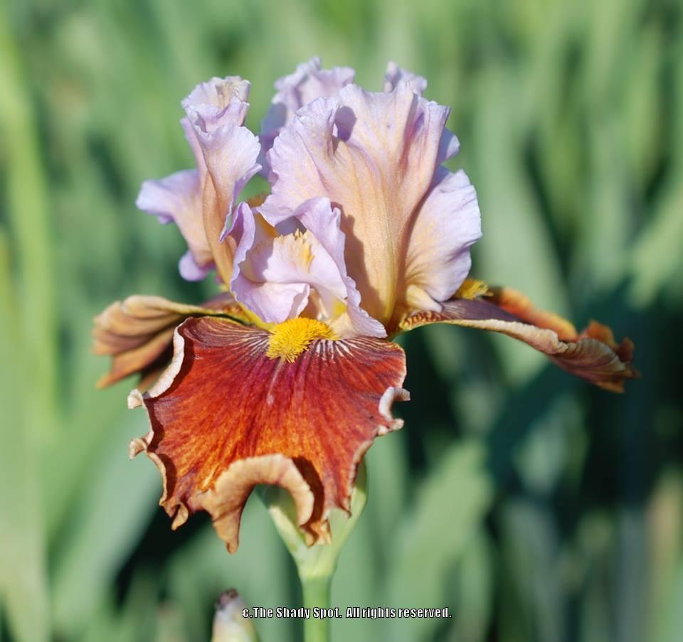 Photo of Tall Bearded Iris (Iris 'Swearin Ima Blarin') uploaded by lovemyhouse