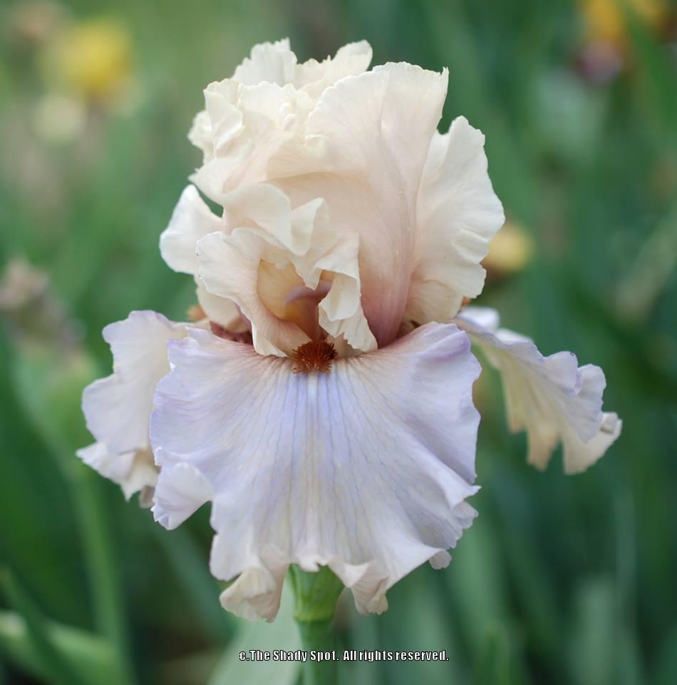Photo of Tall Bearded Iris (Iris 'Enter the Dragon') uploaded by lovemyhouse