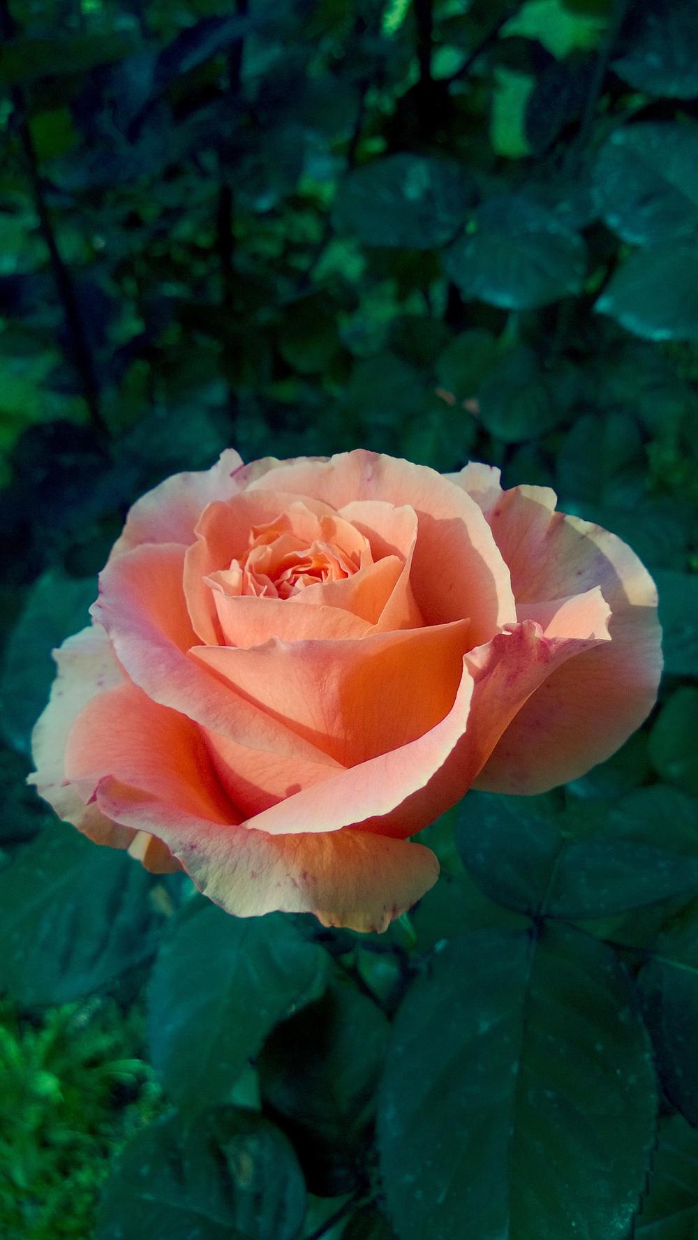 Photo of Rose (Rosa 'Etrusca') uploaded by mafioru